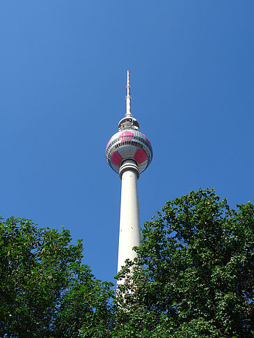 Foto Fernsehturm und Bäume - Berlin