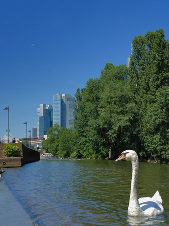 Fotos Main mit Schwan | Frankfurt am Main