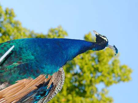 Pfau Fotos