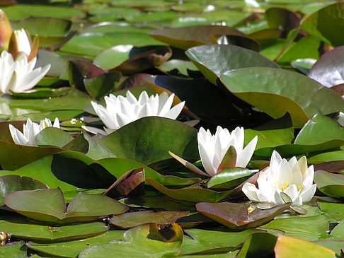 Fotos Planten un Blomen - Wasserkaskaden | Hamburg