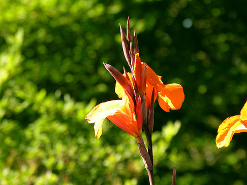 Planten un Blomen - Wiese am Parksee Fotos