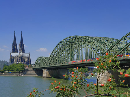 Foto Strauch vor Hohenzollernbrücke - Köln