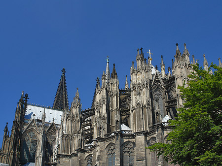 Kölner Dom mit Baum