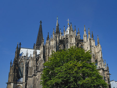 Kölner Dom mit Baum Fotos